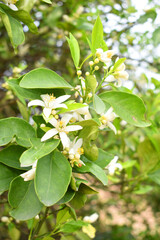 White little flower on orange tree, Blossoming orange tree flowers, closeup of Orange tree branches with white flowers, buds and leaves, Chakwal, Punjab, Pakistan