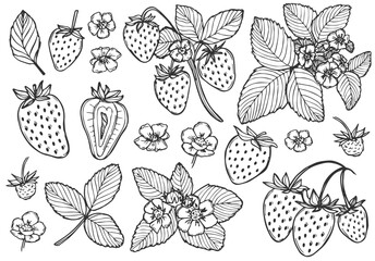 Vector strawberry line art illustrations set, hand drawn botanical outline drawing. Summer fruit monochrome sketch. Isolated design elements for coloring books, background, pattern, packaging, logo.