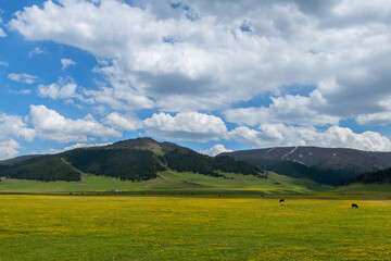 A picturesque high mountain plateau in the Almaty region (Kazakhstan) during the flowering period on a summer day