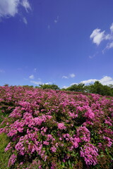 青空に映える百日紅のピンクの花