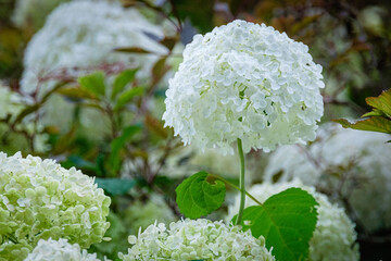 Hortensia