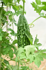 Bitter gourd or Green Bitter gourd hanging from a tree on a vegetable farm, ripe bitter gourd hanging from its vine within a greenhouse environment, Vegetable farm. Agriculture. Bitter gourd plant