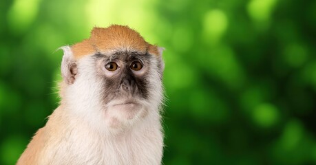 Portrait of a cute wild monkey animal