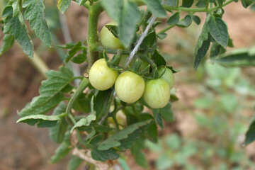 Green unripe cherry tomatoes on branch grow vegetables in a greenhouse, Organically grown green unripe cherry tomatoes, Small unripe green cherry tomato fruits in greenhouse Chakwal, Punjab, Pakistan