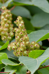 アカメガシワの実02