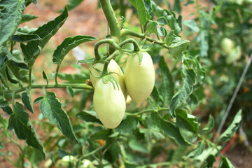green unripe Tomato, Green tomatoes plantation. Organic farming, young unripe tomato plant growth in greenhouse, Fresh green unripe tomatoes growing in the garden, Vegetable plantation with tomatoes