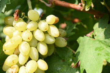 Close up of grapes hanging on Vine, Hanging grapes. Grape farming. Grapes farm. Tasty green grape bunches hanging on branch. Grapes With Selective Focus on the subject, Chakwal, Punjab, Pakistan