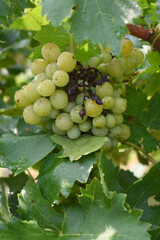 Close up of grapes hanging on Vine, Hanging grapes. Grape farming. Grapes farm. Tasty green grape bunches hanging on branch. Grapes With Selective Focus on the subject, Chakwal, Punjab, Pakistan