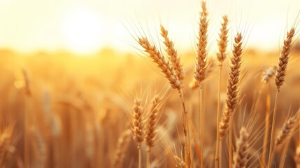 Heritage wheat, golden fields, sunset glow, Photo style