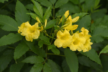 Yellow trumpetbush (Tecoma stans) Called Yellow bell or Yellow Elder Flower, trumpet flower, Beautiful bunch of yellow flowers closeup with green leaves Background, tecoma stans