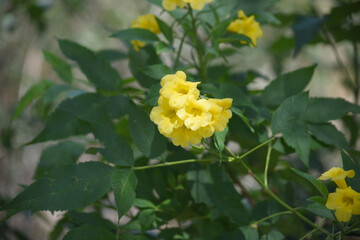 Yellow trumpetbush (Tecoma stans) Called Yellow bell or Yellow Elder Flower, trumpet flower, Beautiful bunch of yellow flowers closeup with green leaves Background, tecoma stans