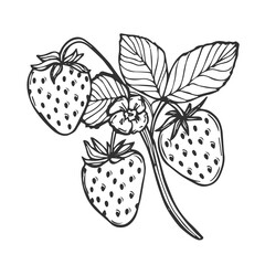 Vector strawberry line art illustration composition with berries, leaves and flowers, hand drawn botanical outline sketch