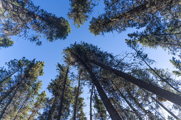 Tree forest in the mountains hiking trails