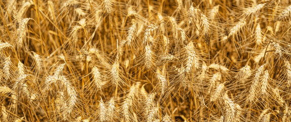 Wheat field on a sunny day. High quality photo.