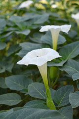 Datura or jimson weed flower closeup, Datura flower, also known as moonflower and jimson weed. Blooms in the evening and each flower only lasts for one day, White flower closeup