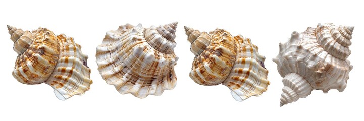 Fototapeta premium Collection of shell isolated on transparent background. Generated AI.