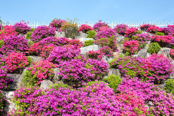 Obraz premium 철쭉꽃이 활짝 핀 청주 금천배수지공원의 석축-Stone embankment at Geumcheon Reservoir Park in full bloom with pink royal azaleas, Cheongju, Chungcheongbuk-do, South Korea