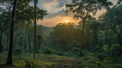 Fototapeta premium Golden Sunset Through the Trees