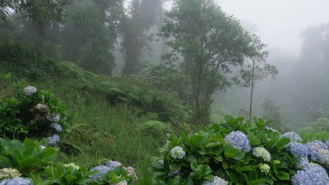 Hermoso paisaje con neblina en medio del bosque tropical nuboso rodeado de hortencias y helechos y mucha vegetaci&oacute;n
