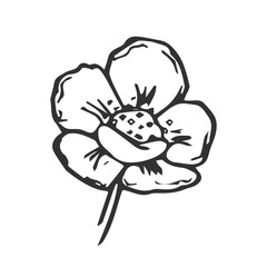 Vector strawberry plant flower line art illustration, hand drawn floral outline drawing, botanical monochrome sketch.