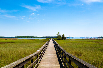 Wooden Boardwalk Extending Through Grassy Marshland Toward A Distant Forest