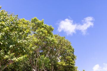 Fototapeta premium tree in the sky