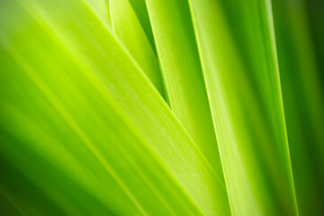 Nature of green leaf in garden at summer. Natural green leaves plants using as spring background cover page greenery environment ecology lime green wallpaper