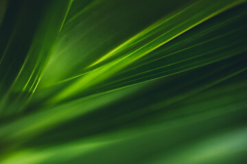 Dark green leaf texture, Natural green leaves using as nature background wallpaper or tropical leaf cover page