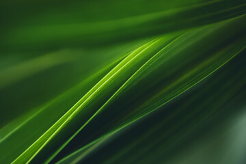 Dark green leaf texture, Natural green leaves using as nature background wallpaper or tropical leaf cover page