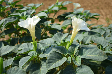 Datura or jimson weed flower closeup, Datura flower, also known as moonflower and jimson weed....