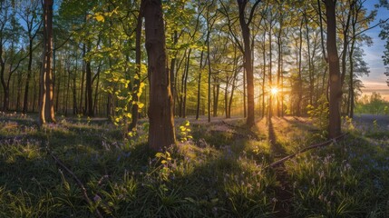 Naklejka premium Sunlight Through The Trees
