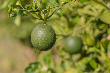 oranges ripen in an orange garden in the Mediterranean