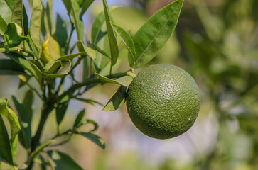 Still green oranges ripening on the orange tree