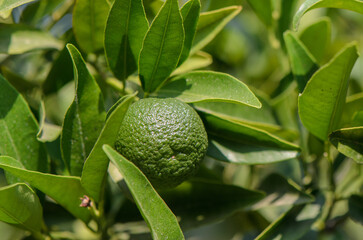 Green oranges ripen on a branch. Fresh fruit concept