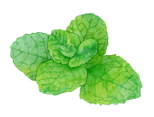 ミントの葉の水彩イラスト　白背景 © 中沢アサカ /Aasaka Y
