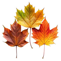 Obraz premium Autumn leaves isolated on transparent background