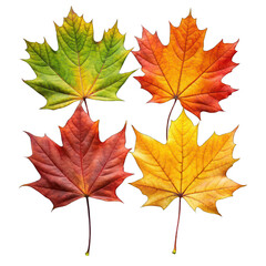 Autumn leaves isolated on transparent background