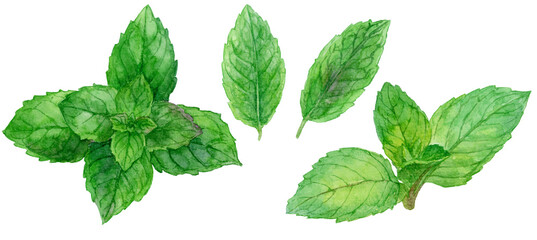 ペパーミントの葉　水彩イラストセット © 中沢アサカ /Aasaka Y