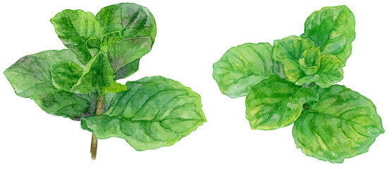 モヒートミントの葉　水彩イラスト