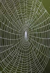 Obraz premium A close-up of the intricate patterns on a spiderweb. 