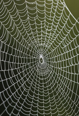 Obraz premium A close-up of the intricate patterns on a spiderweb. 