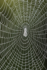 Obraz premium A close-up of the intricate patterns on a spiderweb. 