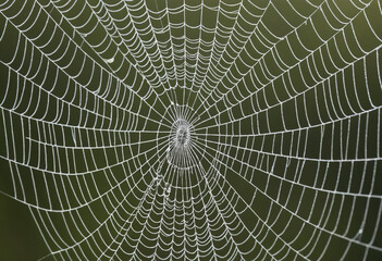 Obraz premium A close-up of the intricate patterns on a spiderweb. 