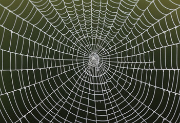 Obraz premium A close-up of the intricate patterns on a spiderweb. 