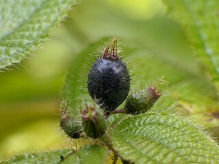 Obraz premium Clidemia hirta fruit is hairy and purple in color