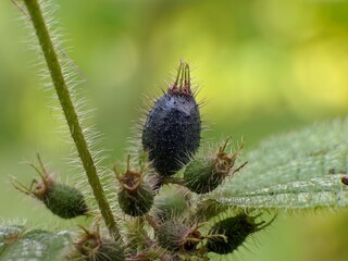 Clidemia hirta fruit is hairy and purple in color