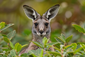 Fototapeta premium A kangaroo standing in its natural environment, surrounded by greenery and open space. The image captures the essence of wildlife and the beauty of nature.