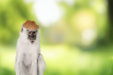 Obraz premium Portrait of a cute wild monkey animal