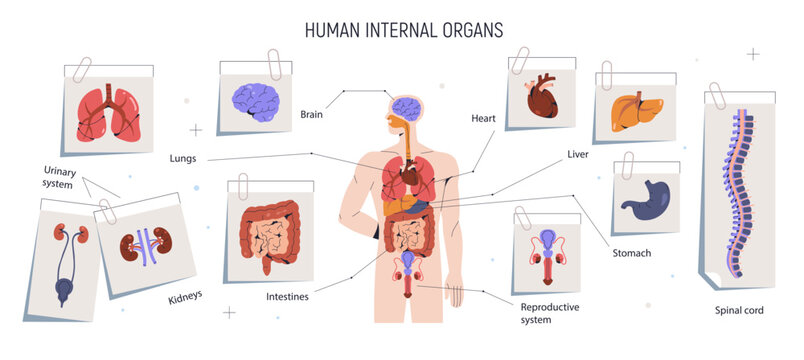 Human anatomy infographic with internal organs. Male anatomical scheme. Brain, intestine, digestive, urinary and reproductive body systems. Flat vector illustration isolated on white background