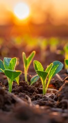 Close-up of young green seedlings in soil at sunrise, nature growth concept